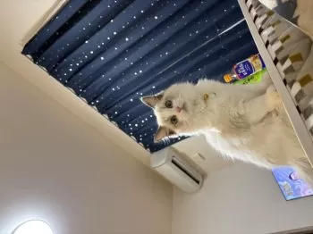 ひなお姫様 様のお迎えした子猫