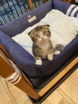 チェリー 様のお迎えした子猫