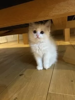 mii 様のお迎えした子猫