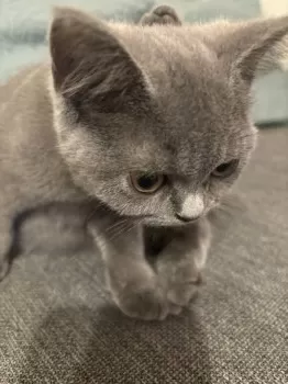 shelby 様のお迎えした子猫