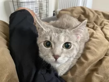 T.O 様のお迎えした子猫