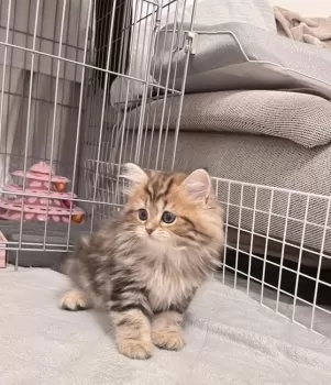 YP 様のお迎えした子猫