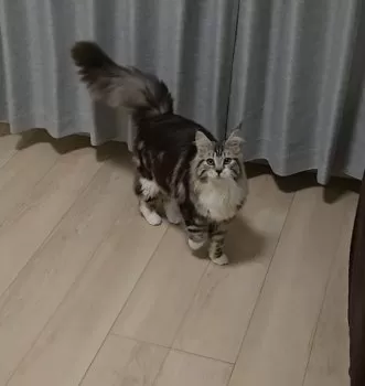 ニノ様 様のお迎えした子猫