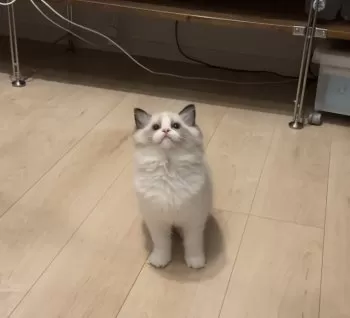 C.N 様のお迎えした子猫