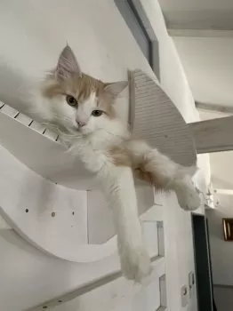 dali 様のお迎えした子猫