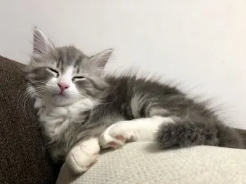 フル 様のお迎えした子猫