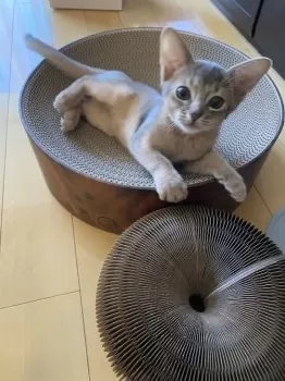 acko 様のお迎えした子猫