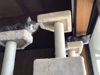 なお 様のお迎えした子猫