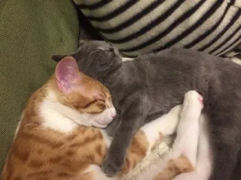 みっちゃん 様のお迎えした子猫