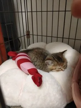 まめころ 様のお迎えした子猫