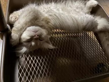 K.U 様のお迎えした子猫