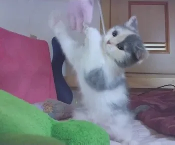 ラサ 様のお迎えした子猫