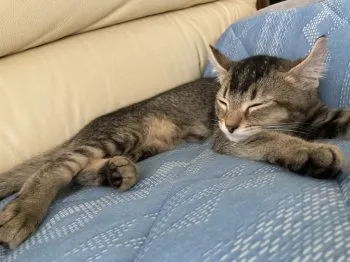 トロ 様のお迎えした子猫