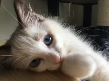 ありさ 様のお迎えした子猫