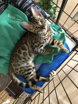 トラ 様のお迎えした子猫