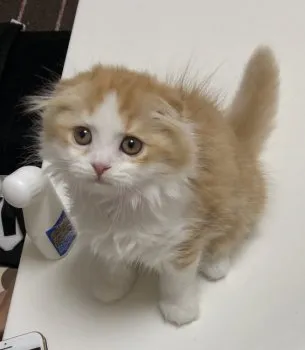 ミラクル 様のお迎えした子猫