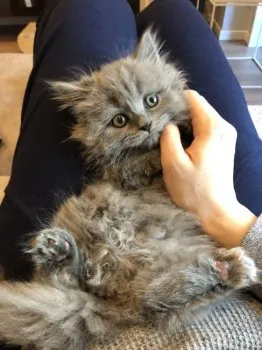 S.Ｉ 様のお迎えした子猫