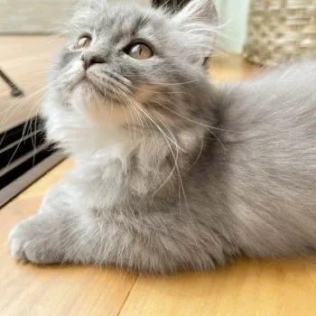 クーベル 様のお迎えした子猫