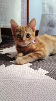 NoruN 様のお迎えした子猫