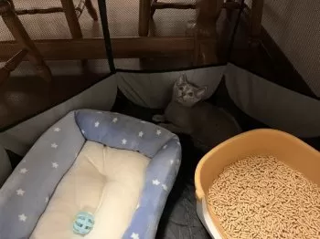 モカ 様のお迎えした子猫
