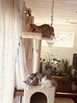 T.K 様のお迎えした子猫