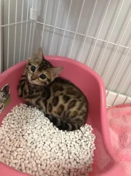 ゆめこ 様のお迎えした子猫