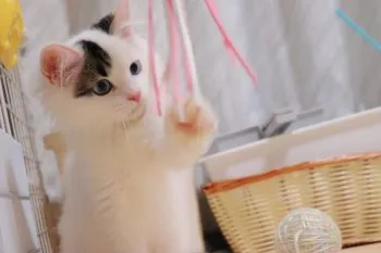 ななお 様のお迎えした子猫