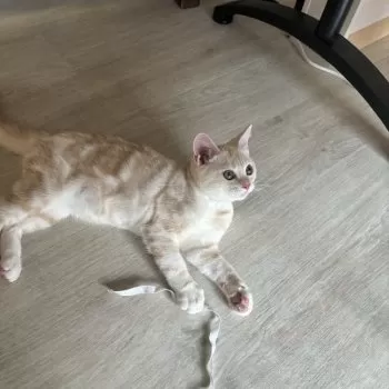 まめきち 様のお迎えした子猫