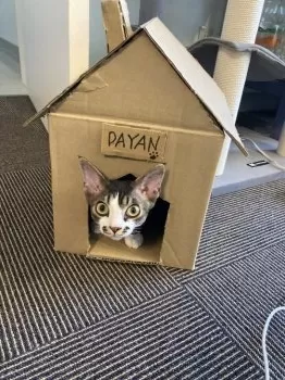 S.H 様のお迎えした子猫