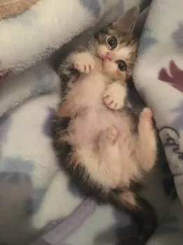 なおた 様のお迎えした子猫