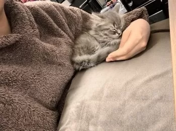 Ｉ.N 様のお迎えした子猫