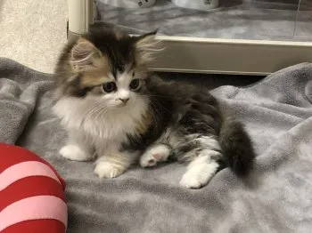 うまま 様のお迎えした子猫