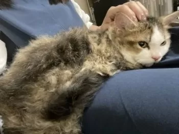 Y.A 様のお迎えした子猫