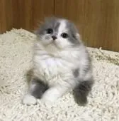 gagaちゃん 様のお迎えした子猫