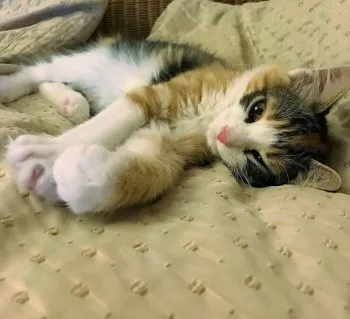 ムータンママ 様のお迎えした子猫