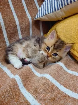 まい 様のお迎えした子猫