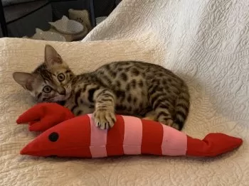 A.O 様のお迎えした子猫