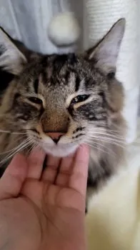 anry 様のお迎えした子猫