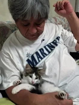 ノルミンパパ 様のお迎えした子猫