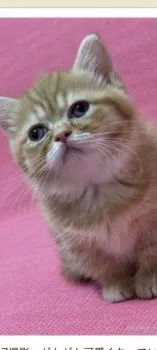 マー坊 様のお迎えした子猫