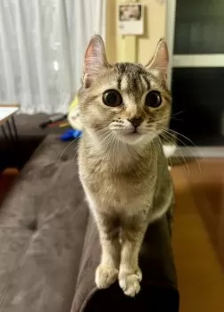 N. mitz 様のお迎えした子猫