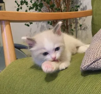 フジイ 様のお迎えした子猫