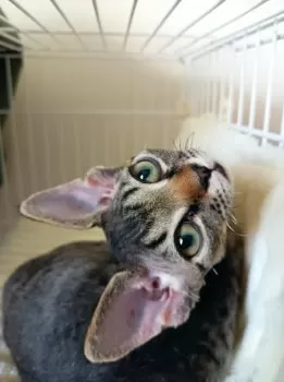 T 様のお迎えした子猫