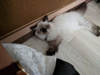 はるか 様のお迎えした子猫