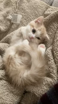 M.U 様のお迎えした子猫