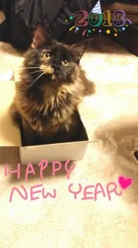 くまにゃん 様のお迎えした子猫