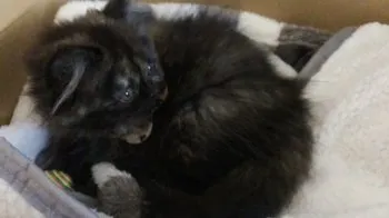 のんちゃん 様のお迎えした子猫