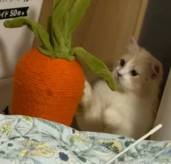 ぴくみん 様のお迎えした子猫