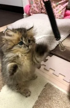 そのりん 様のお迎えした子猫