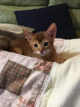 パパピー 様のお迎えした子猫